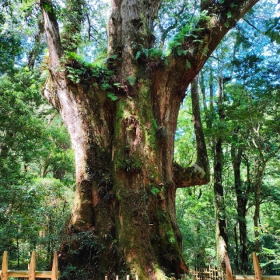 LINE_ALBUM_2023528-29司馬庫斯旅遊_230602_4.jpg